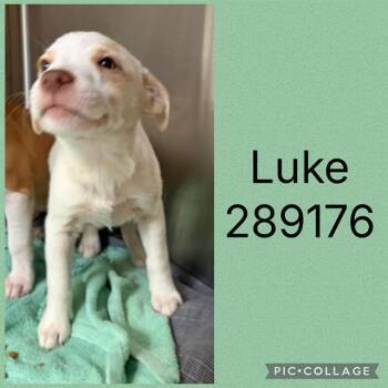 LUKE -  Mixed Breed Dog for Adoption in Macon, Georgia - LUKE | PetCurious