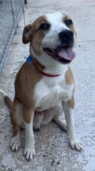 Hound and Mixed Breed Dogs Available for Adoption in North Charleston, South Carolina - 92265a Funky | PetCurious