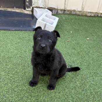 German Shepherd Dog Dogs Available for Adoption - Hydrangea 0457 | PetCurious