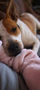 JoJo -  American Staffordshire Terrier and Australian Cattle Dog Blue Heeler Dog for Adoption in Arlington, Virginia - JoJo | PetCurious