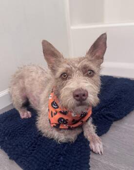 Rescue Cairn Terrier Dogs for Adoption in Los Angeles, California - Pumpkin | PetCurious