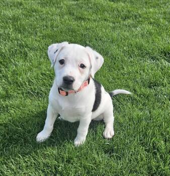 Terrier and Hound Dogs Available for Adoption in Muskego, Wisconsin - Trinity The Terrier Mix Puppy | PetCurious