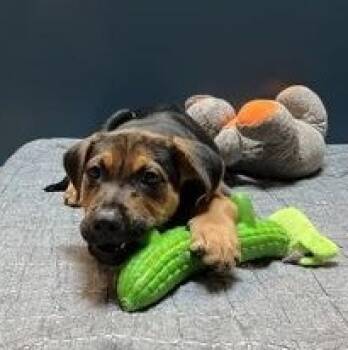 Marty -  Mixed Breed Dog for Adoption in Bellingham, Washington - Marty | PetCurious