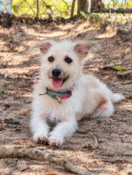 Chesney -  Wire Fox Terrier Dog for Adoption in Nahunta, Georgia - Chesney | PetCurious