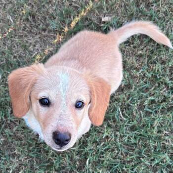 Brewski -  Dachshund and Australian Cattle Dog Blue Heeler Dog for Adoption in Pelham, New Hampshire - Brewski | PetCurious