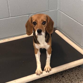 Sergent Chicken Lady 4142/5017 -  Beagle Dog for Adoption in Loxahatchee Groves, Florida - Sergent Chicken Lady 4142/5017 | PetCurious