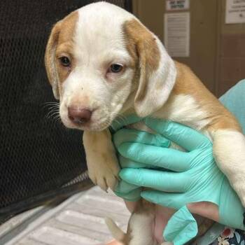 Mixed Breed Dogs Available for Adoption in Gadsden, Alabama - Silky | PetCurious