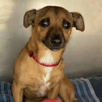 Poppy -  Chihuahua Dog for Adoption in Philadelphia, Pennsylvania - Poppy | PetCurious