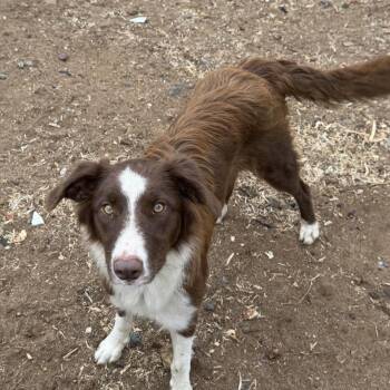 Meadow (mama) -  Border Collie Dog for Adoption in San Diego, California - Meadow (mama) | PetCurious