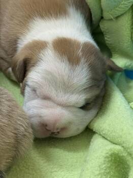 American Bulldog Dogs Available for Adoption in Herndon, Virginia - Daffy | PetCurious