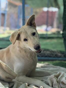 Naya, the Joyful Pup -  Canaan Dog Dog for Adoption in Franklin Township, New Jersey - Naya, The Joyful Pup | PetCurious