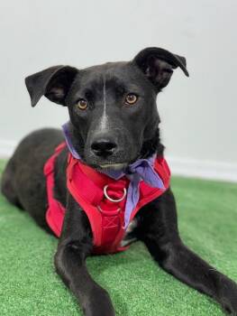 Oreo-One of our Amazing Rescue Dogs -  Black Labrador Retriever and Mixed Breed Dog for Adoption in Carlsbad, California - Oreo-One Of Our Amazing Rescue Dogs | PetCurious