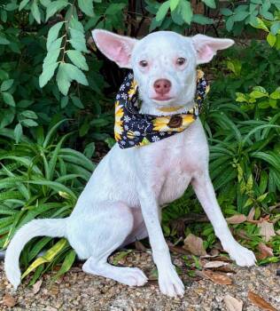 Incredible ITSY - Little Chihuahua Puppy -  Chihuahua Dog for Adoption - Incredible ITSY - Little Chihuahua Puppy | PetCurious