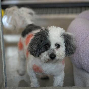 Poodle and Shih Tzu Dogs Available for Adoption - Hemi (F26-02) | PetCurious