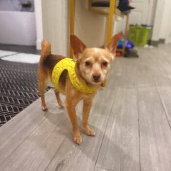 Chihuahua Dogs Available for Adoption - Yoti | PetCurious