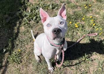 Pit Bull Terrier Dogs Available for Adoption in Colorado Springs, Colorado - KASPER | PetCurious