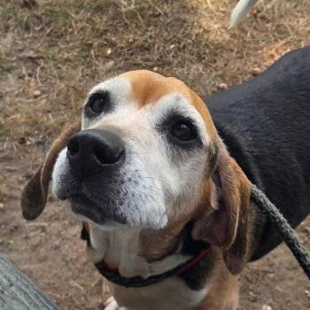 Carlos *Bonded with Baxter* -  Beagle Dog for Adoption in Kennebunk, Maine - Carlos *Bonded With Baxter* | PetCurious