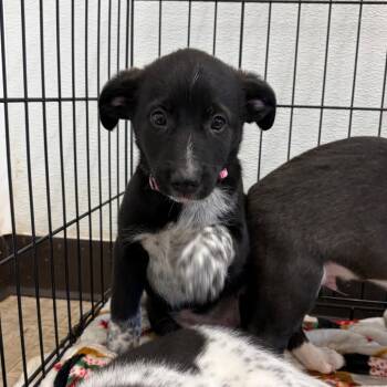 Wendy 22551 -  Mixed Breed Dog for Adoption in Cumming, Georgia - Wendy 22551 | PetCurious