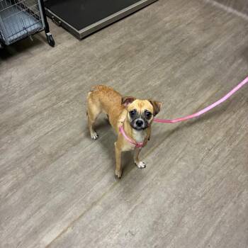 Penelope -  Chihuahua and Pug Dog for Adoption in Pasadena, California - Penelope | PetCurious