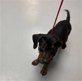 JULIANA -  Labrador Retriever and Mixed Breed Dog for Adoption in St. Cloud, Florida - JULIANA | PetCurious