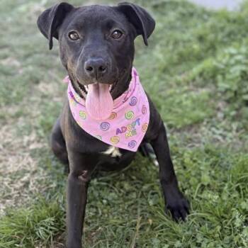 Labrador Retriever and Pit Bull Terrier Dogs Available for Adoption - Nancy  | PetCurious