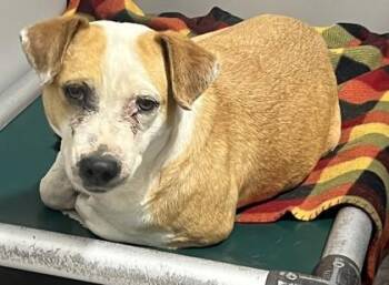 Chihuahua and Mixed Breed Dogs Available for Adoption in Fort Worth, Texas - Opera | PetCurious