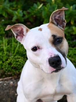 Faye -  Pit Bull Terrier Dog for Adoption in Florence, Oregon - Faye | PetCurious