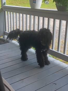 Bear -  Labradoodle Dog for Adoption in Maryville, Tennessee - Bear | PetCurious