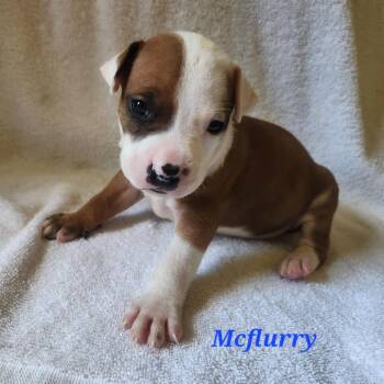 McFlurry -  Mixed Breed Dog for Adoption in Englewood, Florida - McFlurry | PetCurious