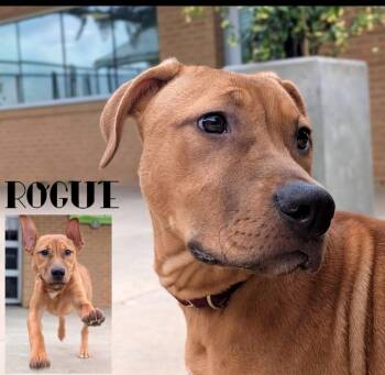 Retriever Dogs Available for Adoption in Blountville, Tennessee - Rogue | PetCurious