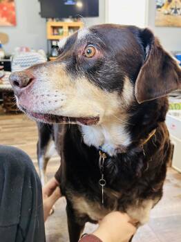 Labrador Retriever Dogs Available for Adoption - Frankie | PetCurious