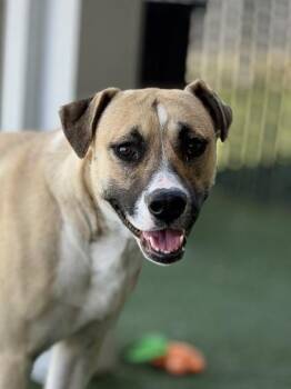 Pit Bull Terrier and Siberian Husky Dogs Available for Adoption in Sacramento, California - Brave Little Toaster | PetCurious