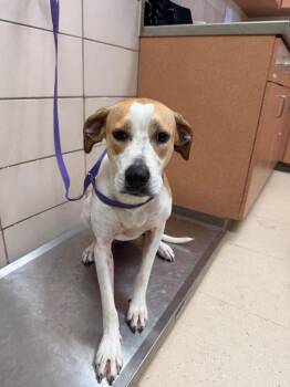 Maple (Josephine) -  Cattle Dog and Mixed Breed Dog for Adoption in Bossier City, Louisiana - Maple (Josephine) | PetCurious
