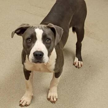 Pit Bull Terrier Dogs Available for Adoption in Lynchburg, Virginia - Stella | PetCurious