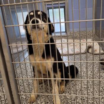 Heidi (Beatrice) -  Australian Shepherd and Mixed Breed Dog for Adoption in Madisonville, Tennessee - Heidi (Beatrice) | PetCurious