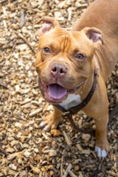 Cinnabon -  Mixed Breed Dog for Adoption in Chamblee, Georgia - Cinnabon | PetCurious