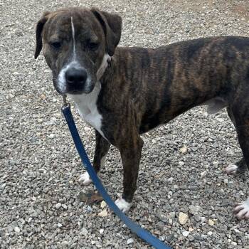 Rhett -  Mixed Breed Dog for Adoption in Auburn, Alabama - Rhett | PetCurious