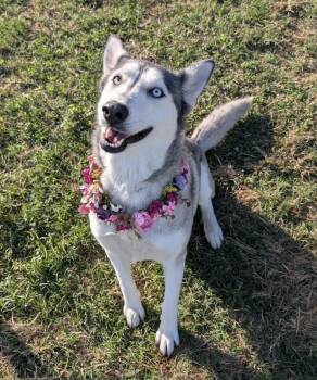 Husky Dogs Available for Adoption - Frosty | PetCurious