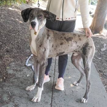 Great Dane Dogs Available for Adoption in Richmond, California - VIRGIL | PetCurious