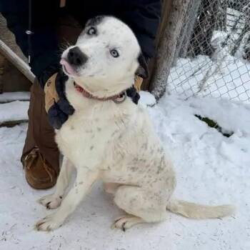 Husky Dogs Available for Adoption - Maverick | PetCurious