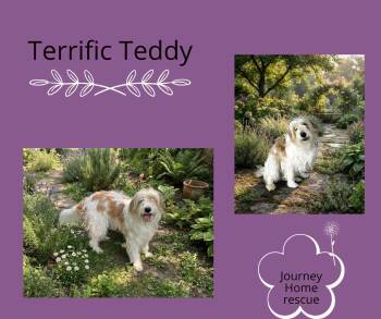 Terrific Teddy -  Goldendoodle and Aussiedoodle Dog for Adoption in East Wenatchee, Washington - Terrific Teddy | PetCurious