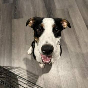 Kylar -  Greater Swiss Mountain Dog Dog for Adoption - Kylar | PetCurious