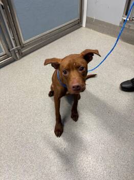 Bella -  Pit Bull Terrier Dog for Adoption in Bloomington, Indiana - Bella | PetCurious