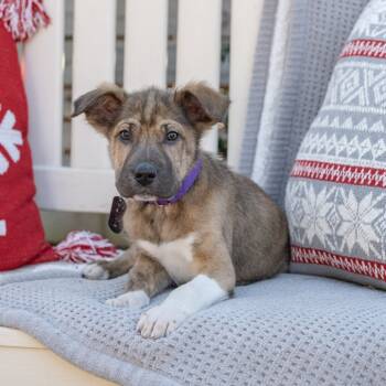 Rescue Shar Pei Dogs for Adoption in Fairfax, Virginia - Frosty | PetCurious