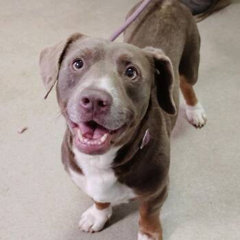 Banjo -  Basset Hound and Pit Bull Terrier Dog for Adoption in Valley, Alabama - Banjo | PetCurious