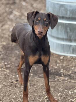 Doberman Pinscher Dogs Available for Adoption - Moxie | PetCurious