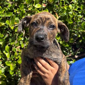 Croissant -  Pit Bull Terrier and Mixed Breed Dog for Adoption in Goleta, California - Croissant | PetCurious