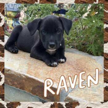 Raven -  Mixed Breed Dog for Adoption in San Diego, California - Raven | PetCurious