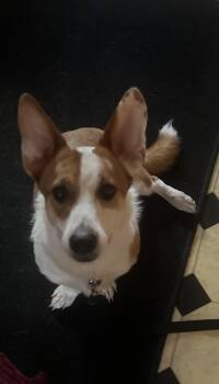 Rescue Pembroke Welsh Corgi Dogs for Adoption in Anoka, Minnesota - Ganon-I25052 | PetCurious