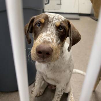 Scout -  Pointer Dog for Adoption in Birmingham, Alabama - Scout | PetCurious
